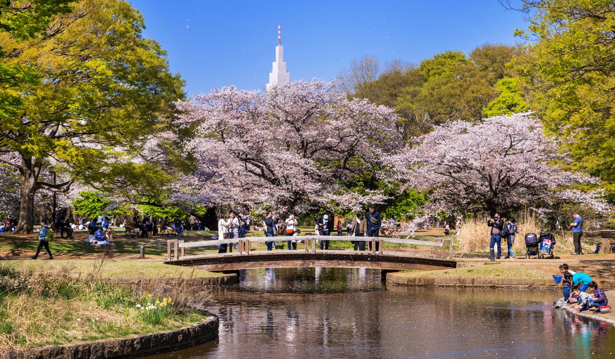 parcul yoyogi festivalul florilor de cires japonia 1200x700