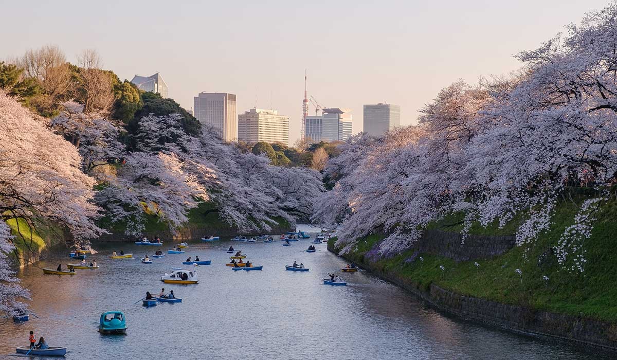 sakura festivalul florilor de cires japonia