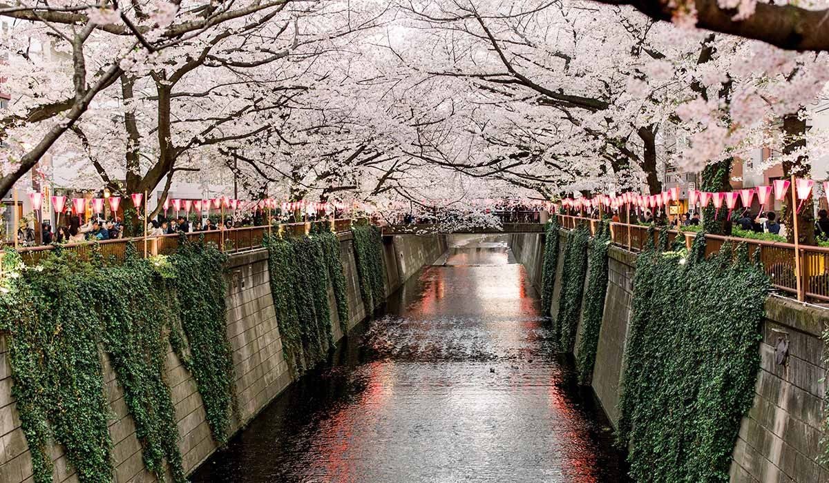 Sakura festivalul florilor de cires