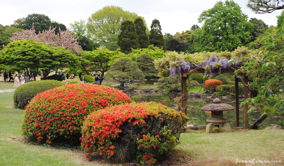 Parcul Shinjuku Gyoen Tokyo