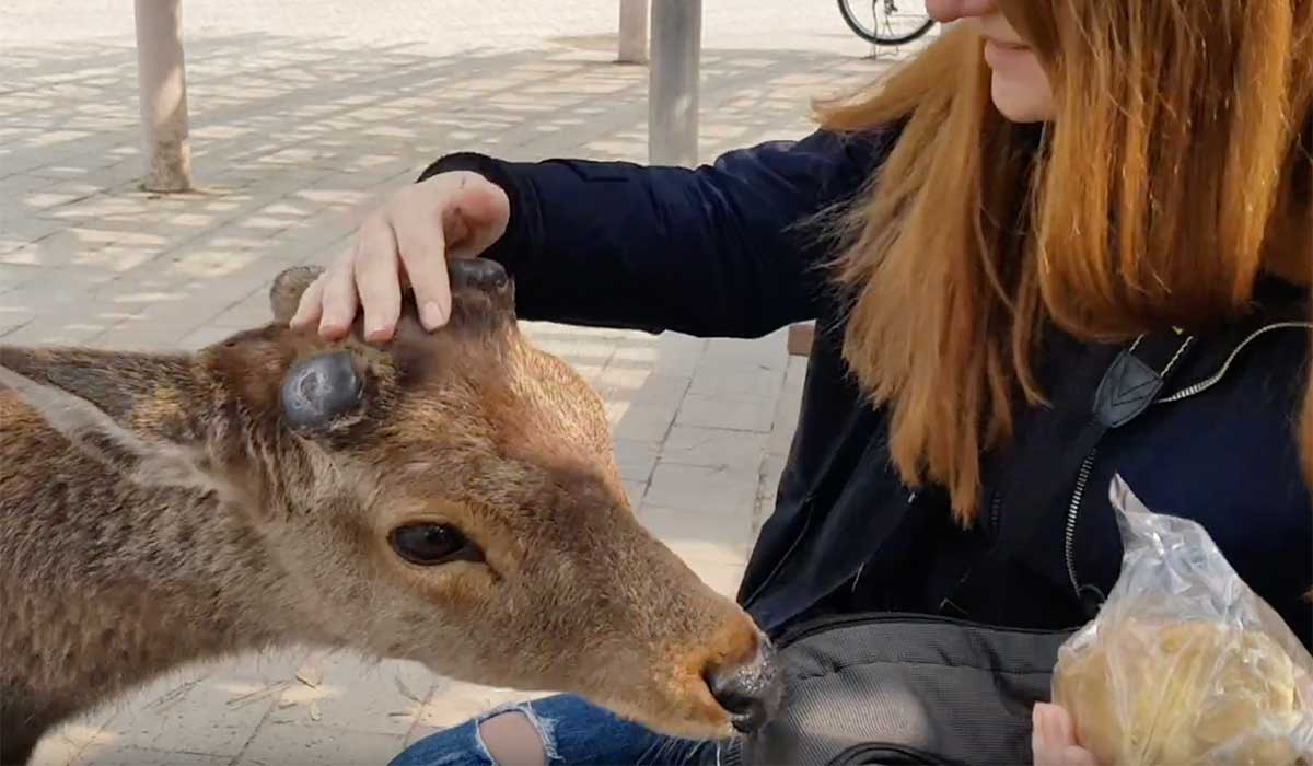 Caprioara din Nara Japonia