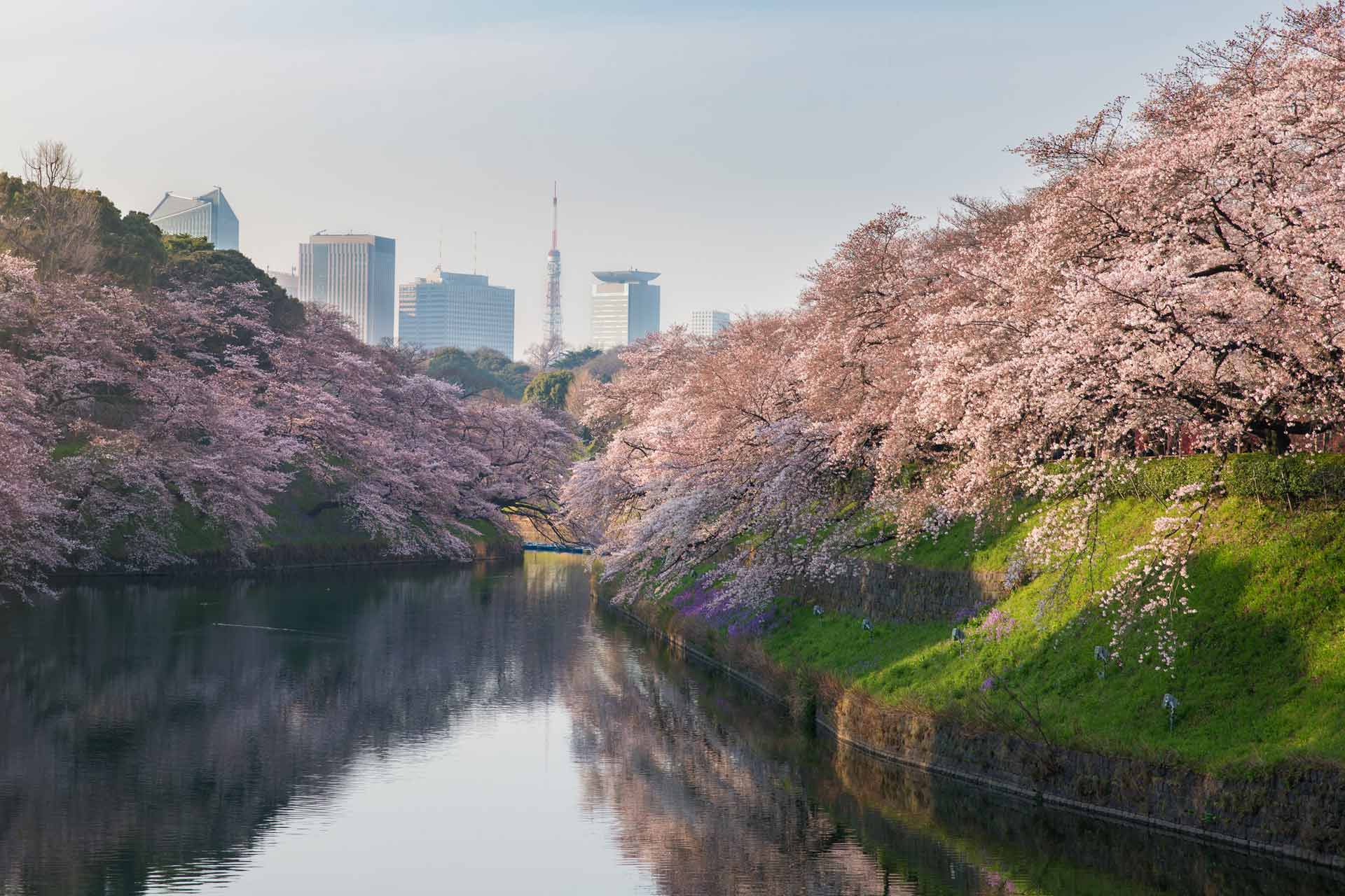 Festivalul florilor de cires Japonia